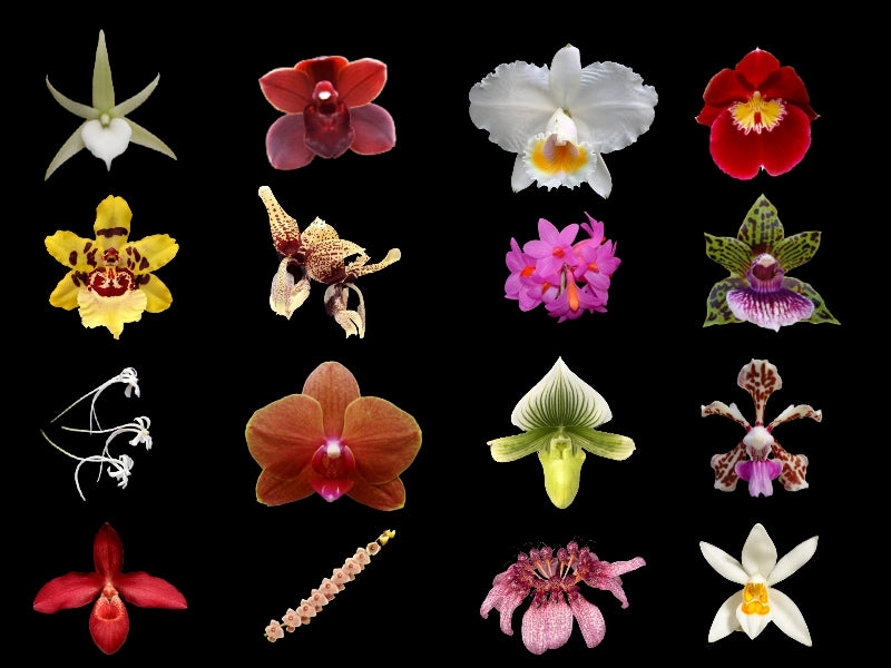 ORCHID CULTURAL NOTES – Tuckers Orchids