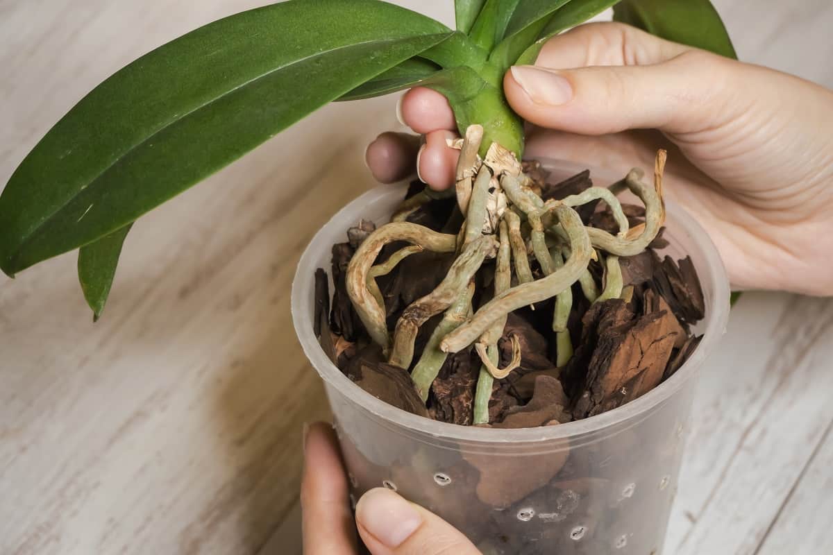 REPOTTING ORCHIDS – Tuckers Orchids