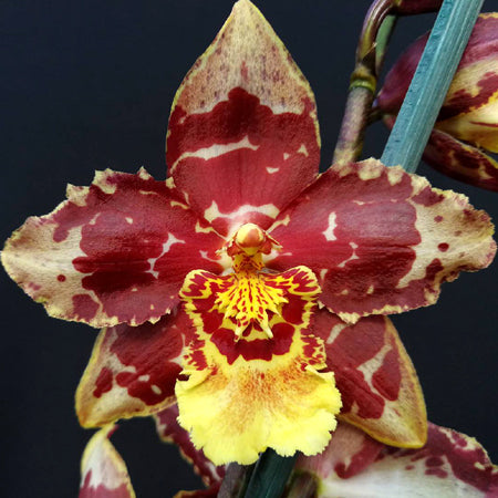 Onc. Carolyn Woolf x Kendrick Williams (FLASK) – Tuckers Orchids