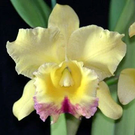 Rlc. Suzuki's Preciosa 'Hsinying' – Tuckers Orchids