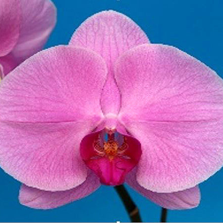 Phal. Ming Hsing Harmony – Tuckers Orchids